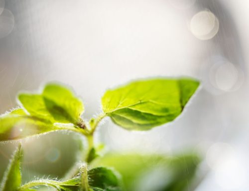 Bioeconomía y aplicaciones de Circularidad en el mundo Agro